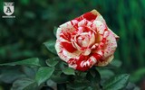 Hàng nghìn bông hoa hồng Bulgaria khoe sắc ở Công viên nước Hồ Tây
